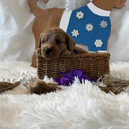 Purple Collar Female - Red  female Goldendoodle puppy in Bradenton, Florida from Suncoast Goldendoodles
