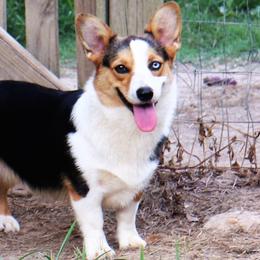 Crystal - Pembroke Welsh Corgi