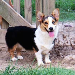 Crystal - Pembroke Welsh Corgi