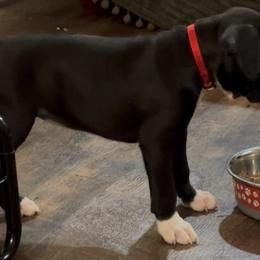 Senna - Brindle female Boxer puppy in Sugar Land, Texas from House of Onyx Boxers