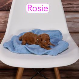 Teal - Red female Cavapoo puppy in Calhoun, Georgia from Happy Top Doodles