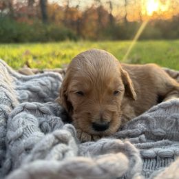 Crimson - Red  male Goldendoodle puppy in Fayetteville, Arkansas from Silver Hill Farm