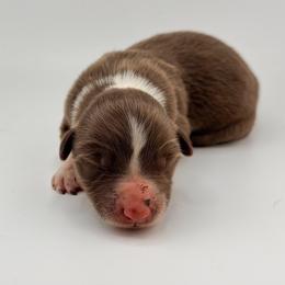 Little John - Liver and white male American Corgi puppy in Bland, Missouri from Shadey Lane Corgis