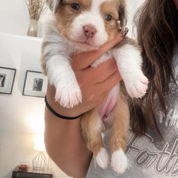 Dixie - Red merle female Toy Australian Shepherd puppy in Wiggins, Colorado from Mile High Acres & Aussies