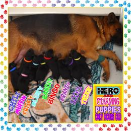 BLUEY - Black and tan female German Shepherd puppy in Murrieta, California from Diamond Oaks German Shepherds