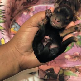 Yorkshire Terrier Puppies from Twilights Yorkies FL