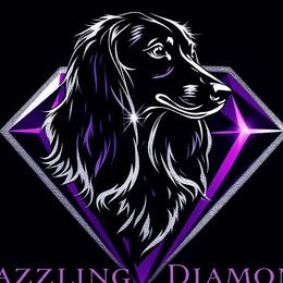 Dachshunds from Dazzling Diamond Dachshunds