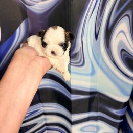 Baby Boy 3 - Tricolor male Shih Tzu puppy in Detroit, Michigan from Steel Blue Diamond Kennel