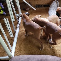 Boxer Puppies from Newcastle Boxers