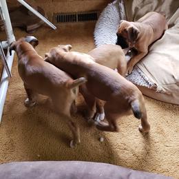 Boxer Puppies from Newcastle Boxers