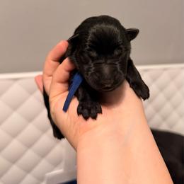 Blue - Black male German Shepherd puppy in Hammond, Louisiana from Von LaMarca German Shepherds