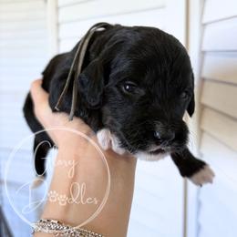 Grey - Tri-color female Bernedoodle puppy in Rockwall, Texas from Glory Doodles