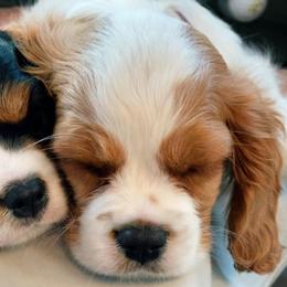 Aussiedoodle, Cavalier King Charles Spaniel, Cavapoo, and Toy Australian Shepherd Puppies from Darling Australians