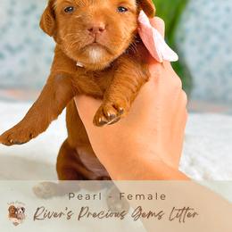 Pearl - Red  female Goldendoodle puppy in Atlanta, Georgia from Teddy Puppies