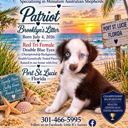 Patriot - Red tri female Miniature Australian Shepherd puppy in Port Saint Lucie, Florida from Charlene Brannon's Mini Australian Shepherds