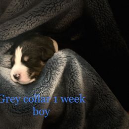 Australian Shepherd Puppies from Sydney’s Sweethearts