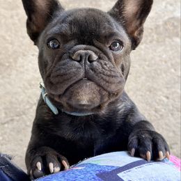 Pykh - Brindle male French Bulldog puppy in Washington, Pennsylvania from Crooked Pine French Bulldogs