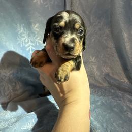 Yellow Boy - Dapple male Dachshund puppy in Waukegan, Illinois from Rolling and Howling Basset Hounds and Dachshunds