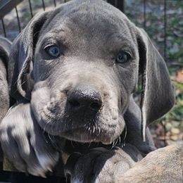 Great Danes from Blue Angel Great Danes