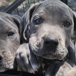 Great Danes from Blue Angel Great Danes