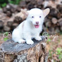 Lassie - Sable merle and white female American Corgi puppy in Cameron, North Carolina from Butts Family Corgis
