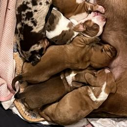 Dachshund Puppies from Witchy Woman’s Wiener’s