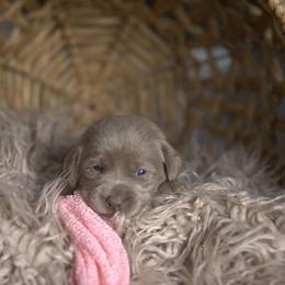 Miss Purple - Chocolate female Labrador Retriever puppy in Morrill, Kansas from Grimm Girls Farm