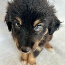 Guadalupe - Black tri-color male Australian Shepherd puppy in Beach City, Texas from Salt N Sass Aussies