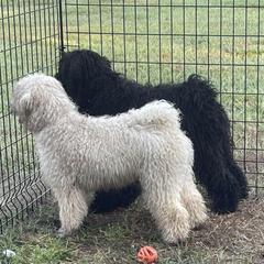 Puli All Grown Up from Bowmaker Pulik