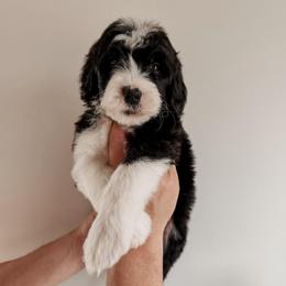 Hemby. - Black and white male Sheepadoodle puppy in Wabash, Indiana from DOODCompany