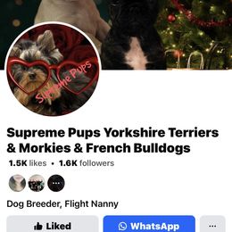 Female must pickup in Indianapolis - Black and gold female Yorkshire Terrier puppy in Indianapolis, Indiana from Supreme Pups