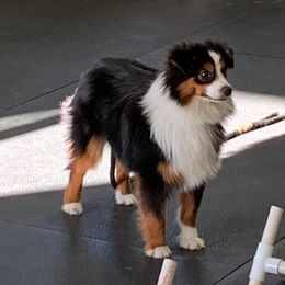 Miniature Australian Shepherd and Toy Australian Shepherd Puppies from Long's lil Aussies