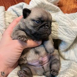 Brewski - Fawn male Pug puppy in Randleman, North Carolina from Peachy Pugs