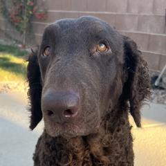 ELLIE - Curly-Coated Retriever