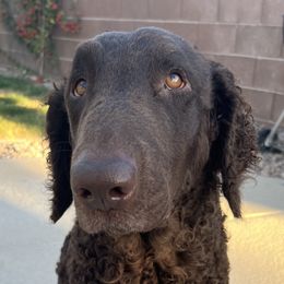 ELLIE - Curly-Coated Retriever