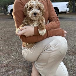 Pink Rainbow Collar - Red  female Goldendoodle puppy in Lake Butler, Florida from Providence Ranches