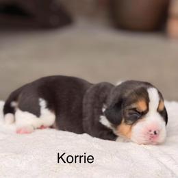 Korrie - Black tan and white female Beagle puppy in Mansfield, Missouri from Rippee Creek Kennel