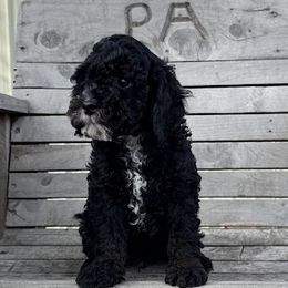 Doc (Holiday) - Black Cockapoo puppy in Sheridan, Missouri from Shepherdsfold’s Cockapoos