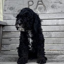Doc (Holiday) - Black Cockapoo puppy in Sheridan, Missouri from Shepherdsfold’s Cockapoos