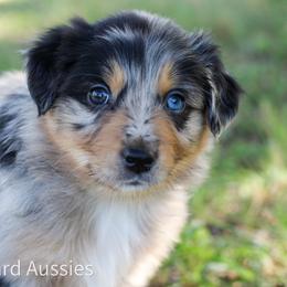 Macchiato - Blue merle male Australian Shepherd puppy in Stephenville, Texas from AW Standard Aussies