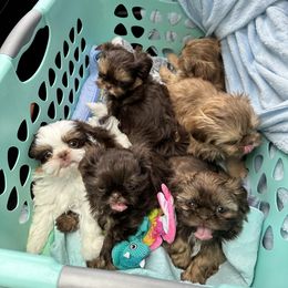 Shih Tzu Puppies from LaDawn’s Little Lions