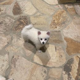Pomsky Puppies from Sunshine Pomsky