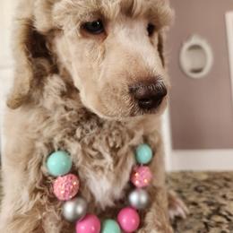 Goldendoodle and Poodle Puppies from Pruitt Family Kennels