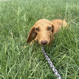 Cream girl - Cream female Dachshund puppy in Lyman, Mississippi from Arnold’s Miniature Dachshunds