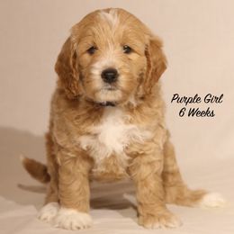 Lola's Purple Girl - Cream female Goldendoodle puppy in Coppell, Texas from Bethel Stream Goldendoodles