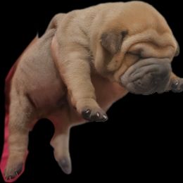 Champ - Fawn sable male Chinese Shar-Pei puppy in Bakersfield, California from Cashmerewrinkles