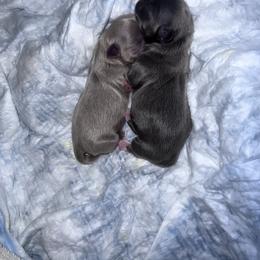 Shih Tzu Puppies from P&B Tzu Tribe