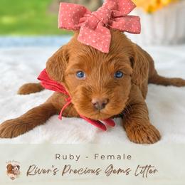 Ruby - Red  female Goldendoodle puppy in Atlanta, Georgia from Teddy Puppies