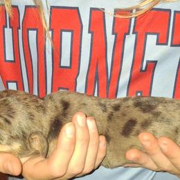 Boy 3 - Dapple male Dachshund puppy in Oakman, Alabama from MEL Puppies
