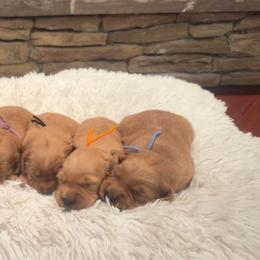 Girl2 - Golden female Golden Retriever puppy in Albemarle, North Carolina from Companion Goldens of the Carolinas